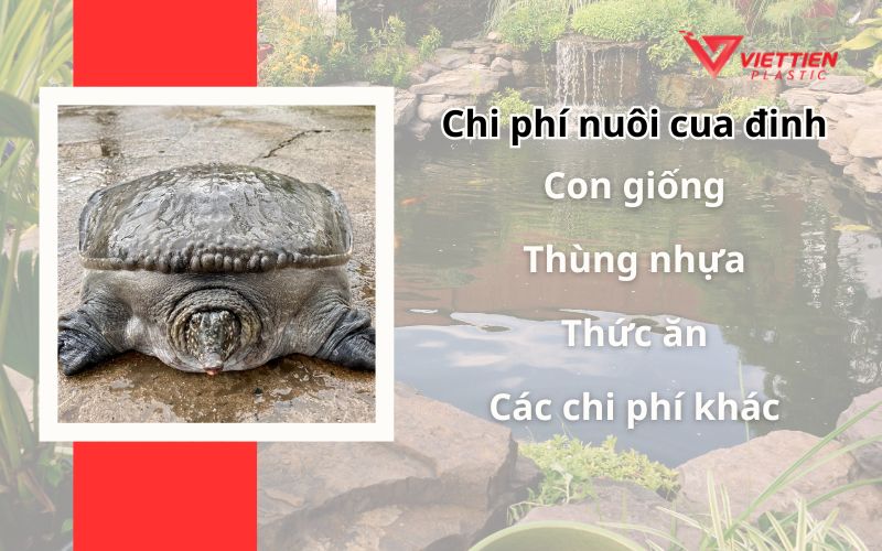 Chi phí để nuôi cua đinh trong thùng nhựa