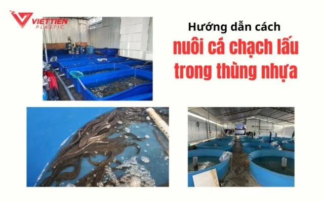 nuôi cá chạch lấu trong thùng nhựa