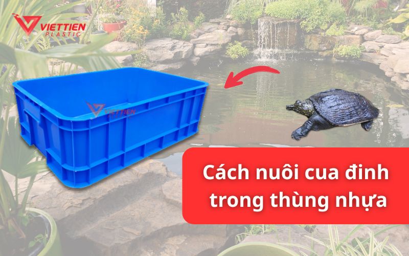 Cách nuôi cua đinh trong thùng nhựa