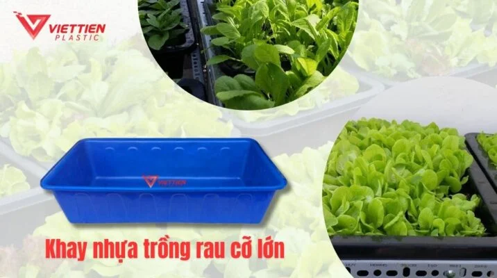 khay nhựa trồng rau cỡ lớn