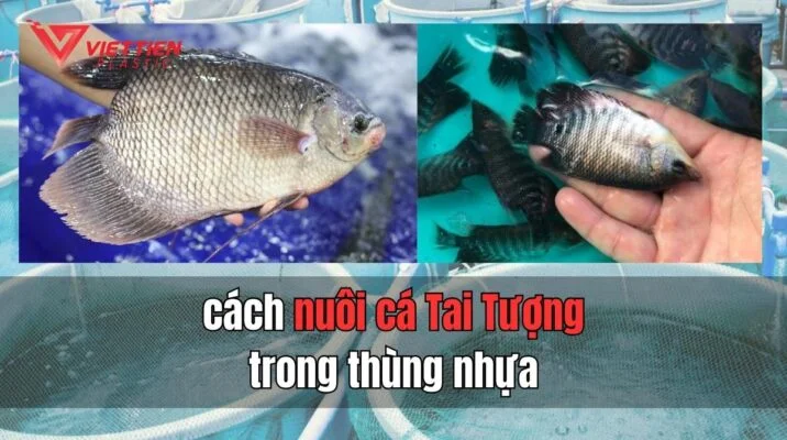 nuôi cá tai tượng trong thùng nhựa