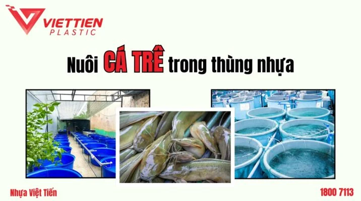 Chi tiết kỹ thuật nuôi cá trê trong thùng nhựa hiệu quả nhất