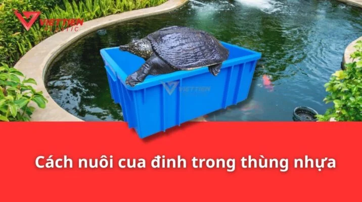 Cách nuôi cua đinh trong thùng nhựa