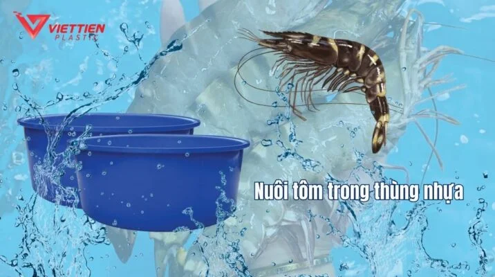nuôi tôm trong thùng nhựa