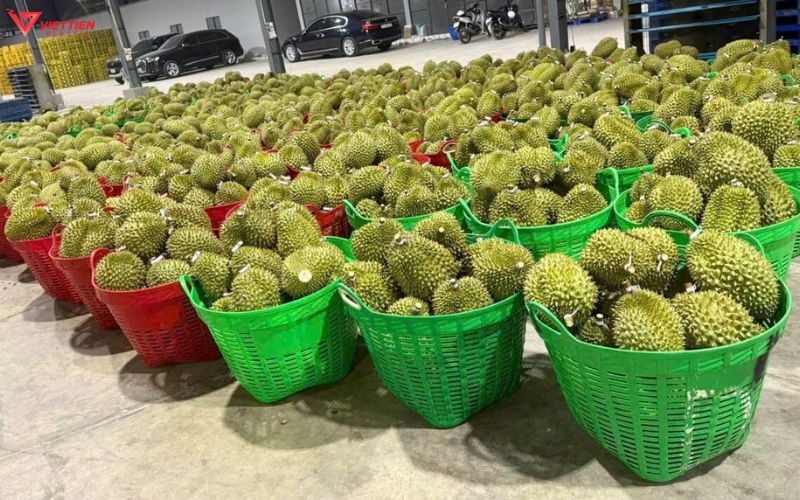 Tổng quan về cần xé đựng sầu riêng